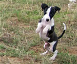 Tango, About Time Italian Greyhound Puppy!